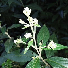 Chromolaena glaberrima