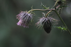 Cirsium subcoriaceum