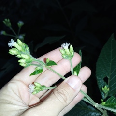 Chromolaena glaberrima