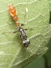 Pseudomyrmex venustus