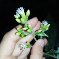 Chromolaena glaberrima