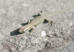 Podarcis muralis nigriventris