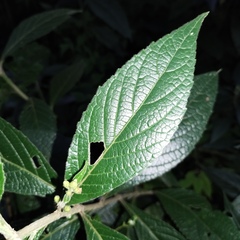 Chromolaena glaberrima