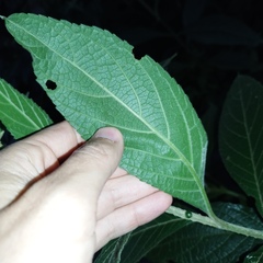 Chromolaena glaberrima
