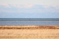 Haliaeetus albicilla