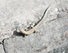 Podarcis muralis nigriventris