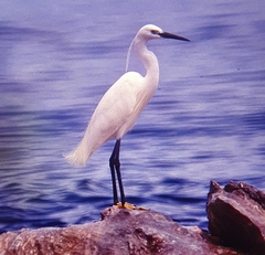 Egretta garzetta