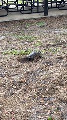 Pseudemys peninsularis