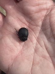 Eusattus reticulatus