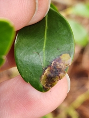 Phytomyza glabricola