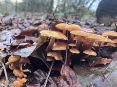 Flammulina velutipes