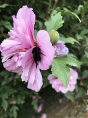 Bombus