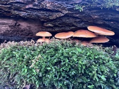 Flammulina velutipes