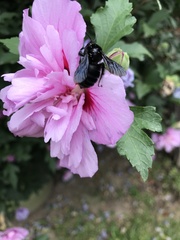 Bombus