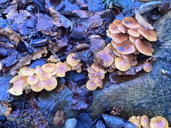 Flammulina velutipes