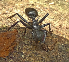 Cephalotes atratus
