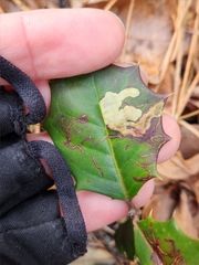 Phytomyza ilicicola