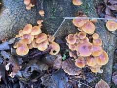 Flammulina velutipes