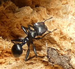 Cephalotes atratus