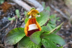 Calceolaria uniflora