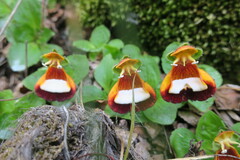 Calceolaria uniflora