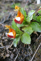 Calceolaria uniflora