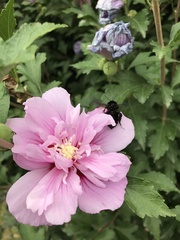 Bombus