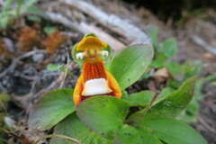 Calceolaria uniflora