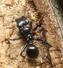 Cephalotes atratus