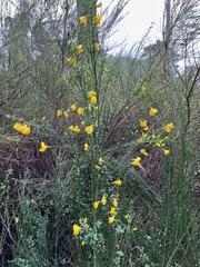 Cytisus