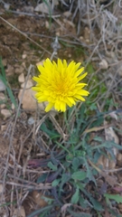 Reichardia