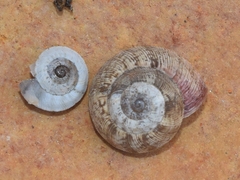 Xerocrassa subrogata