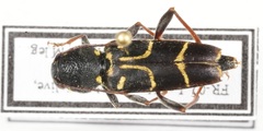 Xylotrechus antilope
