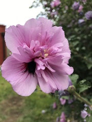 Bombus