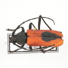 Purpuricenus kaehleri