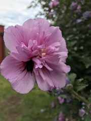 Bombus