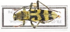 Chlorophorus varius