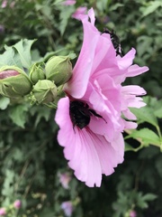 Bombus