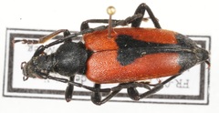 Stictoleptura cordigera