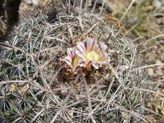 Echinofossulocactus heteracanthus