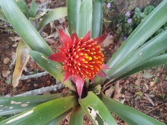 Guzmania conifera