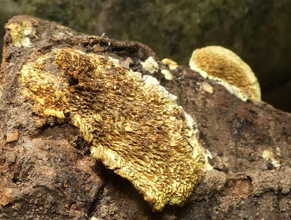 Flavodon flavus · January 2023 · photo: © helio-lourencini (iNaturalist, cc-by)