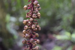 Rubiaceae