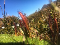 Drosera murfetii