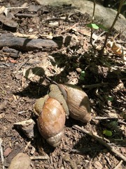 Megalobulimus