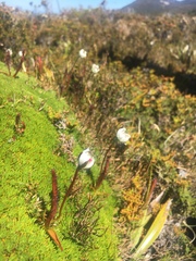 Drosera murfetii