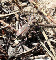 Cicindela hybrida