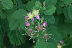 Rosa pisocarpa