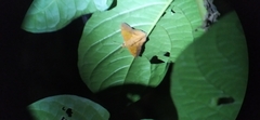 Dyscophellus phraxanor