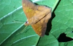 Dyscophellus phraxanor